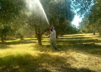 Μετάθεση καταληκτικής ημερομηνίας υποβολής προσφορών για την ανάθεση υλοποίησης του προγράμματος δακοκτονίας