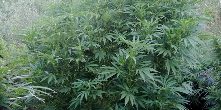 Εντοπίστηκε φυτεία κάνναβης ύψους 3 μέτρων