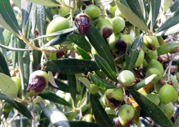 Ενημέρωση ελαιοπαραγωγών Π. Ε. για δακοπληθυσμούς και μέτρα