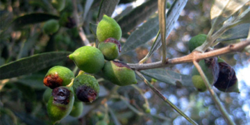 Ψεκασμοί Δακοκτονίας στους Δήμους Αρχανών Αστερουσιών, Μινώα Πεδιάδας, Μαλεβιζίου, Φαιστού και Γόρτυνας