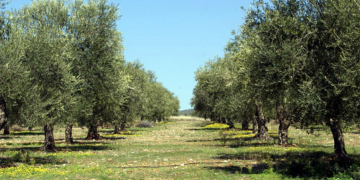 Ψεκασμοί Δακοκτονίας στους Δήμους Μινώα Πεδιάδας, Ηρακλείου, Χερσονήσου και Μαλεβιζίου