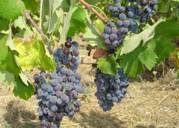 Σταφύλια, αμπέλι, οινοστάφυλα