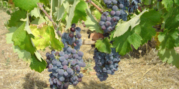 Σταφύλια, αμπέλι, οινοστάφυλα