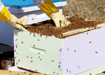 Μελισσοκόμος