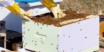 Μελισσοκόμος