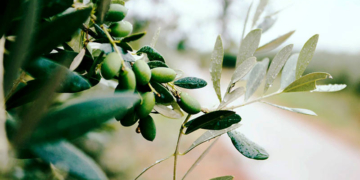 Δολωματικός ψεκασμός δακοκτονίας στις Άνω Ασίτες