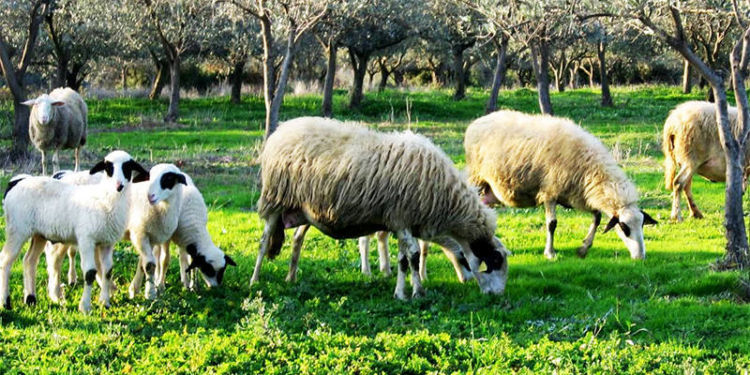 Ενεργοποιήθηκε η πλατφόρμα υποβολής αιτημάτων ενίσχυσης για τους Αιγοπροβατοτρόφους
