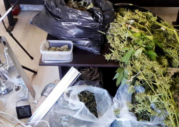 δενδρύλλια κάνναβης