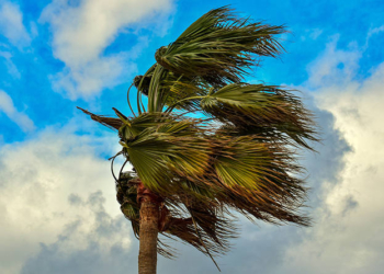 palm tree wind windy weather