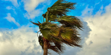 palm tree wind windy weather