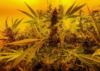 εργαστήριο καλλιέργειας δενδρυλλίων κάνναβης με την μέθοδο της υδροπονίας