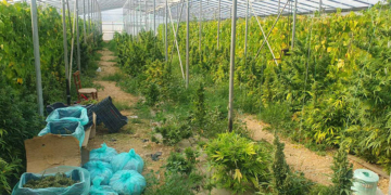 Θερμοκήπια Κάνναβης Στη Μεσαρά