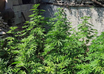 Χανιά: Συνελήφθη άνδρας για καλλιέργεια κάνναβης