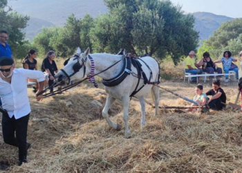 παραδοσιακό αλώνισμα