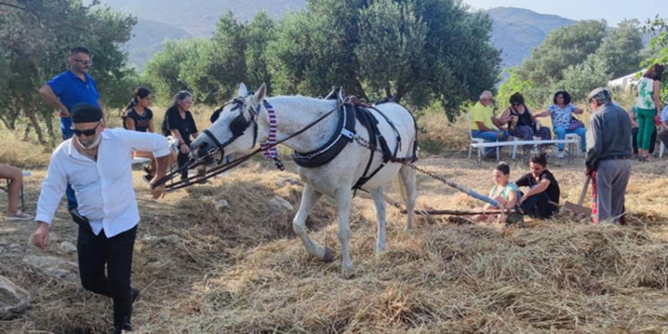 παραδοσιακό αλώνισμα