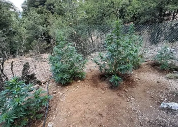 Σύλληψη τριών για φυτεία κάνναβης