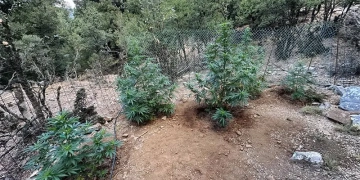 Σύλληψη τριών για φυτεία κάνναβης