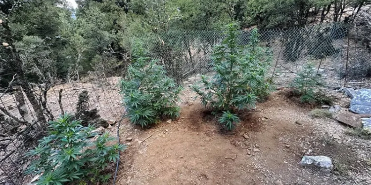 Σύλληψη τριών για φυτεία κάνναβης
