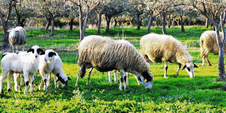Δύο κρούσματα πανώλης αιγοπροβάτων επιβεβαιώθηκαν στο Ηράκλειο