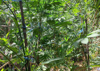 Τεράστια φυτεία δενδρυλλίων κάνναβης εντοπίστηκε στην Κρήτη