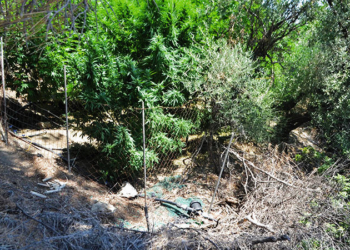 Κρήτη: Εντοπίστηκαν 24 Φυτείες και 1.820 Δενδρύλλια