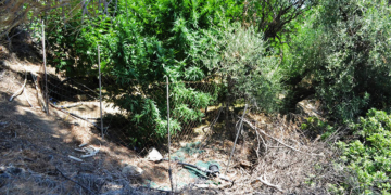 Κρήτη: Εντοπίστηκαν 24 Φυτείες και 1.820 Δενδρύλλια