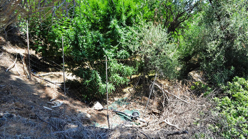 Κρήτη: Εντοπίστηκαν 24 Φυτείες και 1.820 Δενδρύλλια