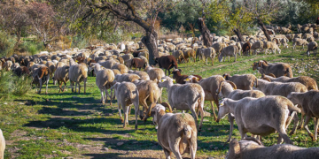 αιγοπρόβάτα, πρόβάτα