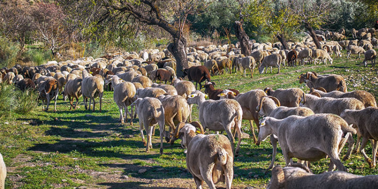 αιγοπρόβάτα, πρόβάτα