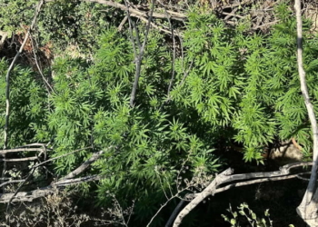 Αστυνομική επιχείρηση σε ορεινή περιοχή του Ρεθύμνου για τον εντοπισμό φυτειών κάνναβης.