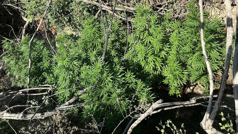 Αστυνομική επιχείρηση σε ορεινή περιοχή του Ρεθύμνου για τον εντοπισμό φυτειών κάνναβης.