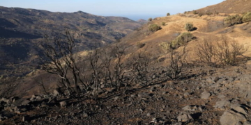 Καμένες εκτάσεις από τη μεγάλη πυρκαγιά στον Δήμο Αγίου Βασιλείου Ρεθύμνου όπου ξεκίνησαν οι αιτήσεις αποζημίωσης.