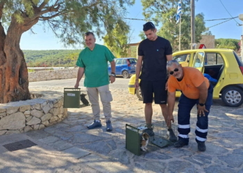 Κτηνιατρική δράση και στειρώσεις γατών στη Γαύδο