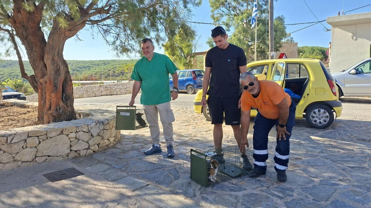 Κτηνιατρική δράση και στειρώσεις γατών στη Γαύδο